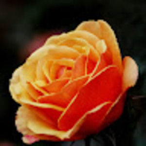 Meet your Posher, E rose